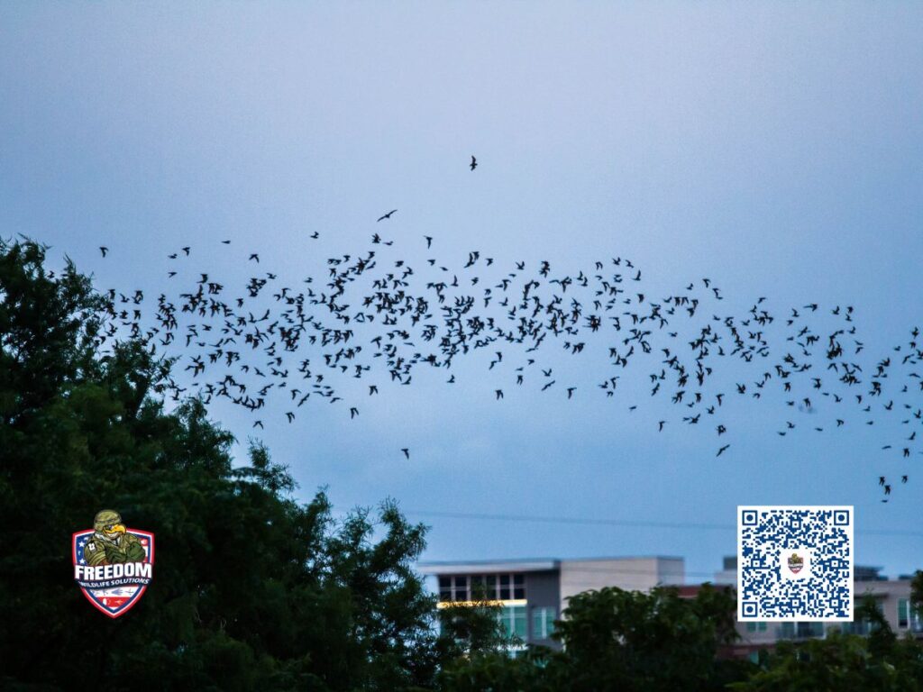 Bats Mosquito Control