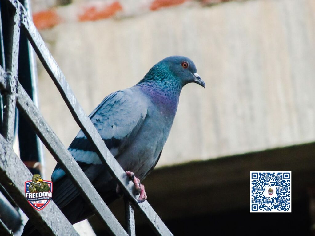 Bird Catcher Near Me