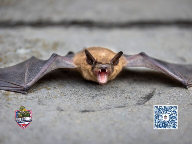 Clayton, NC Bat Removal