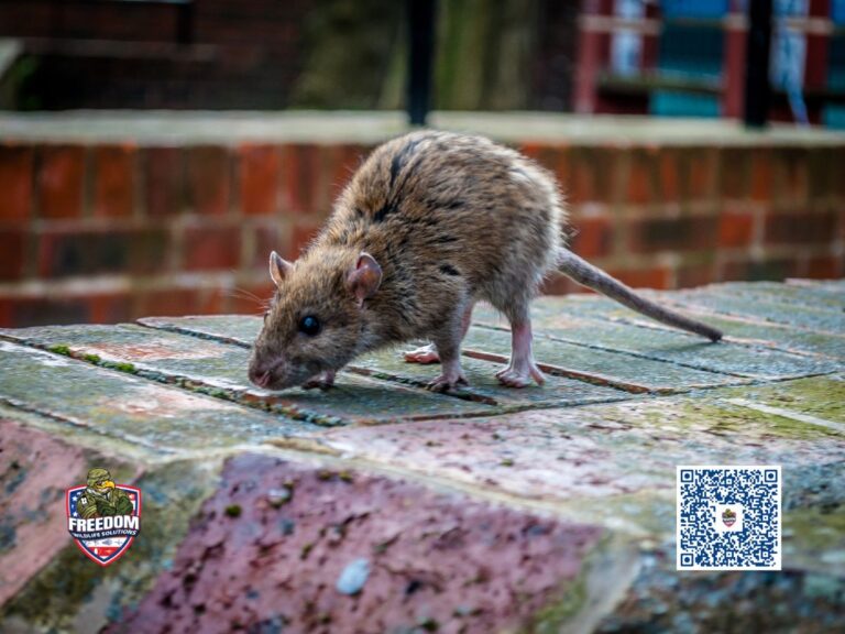 Rat Removal