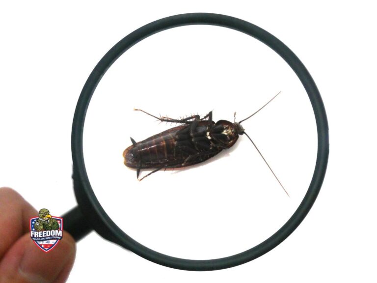 Durham, NC Pest Control and Wildlife Removal