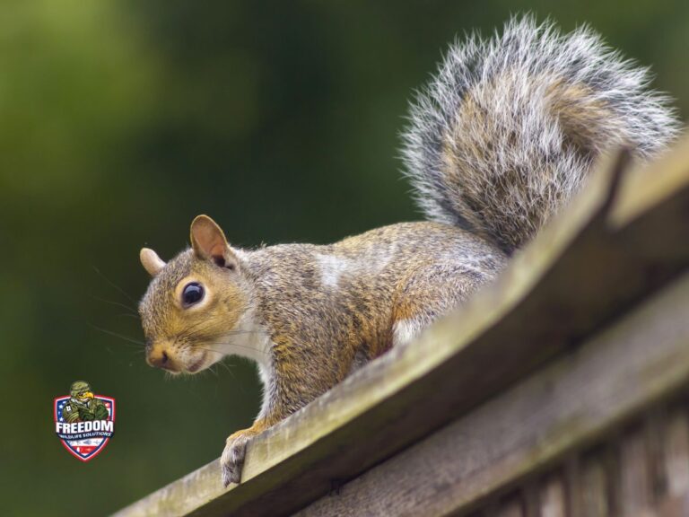 Pest Control and Wildlife Removal in Smithfield, NC