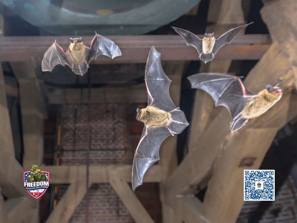 Bat Removal Company in Clayton, NC