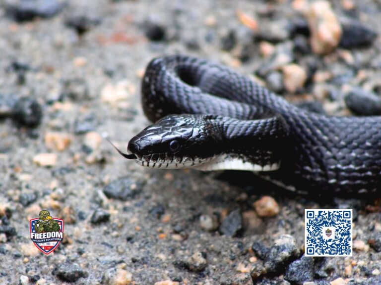 Snake Removal in Archer Lodge, NC