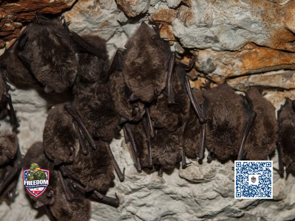 Types of bats in Raleigh North Carolina