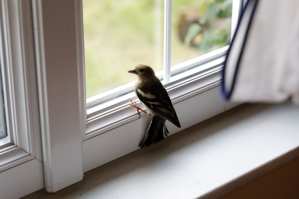 How to get rid of a bird