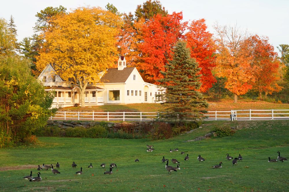 geese in your yard