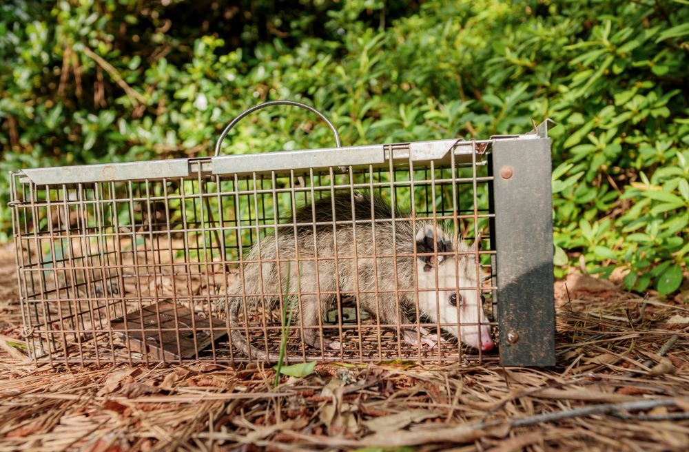 Opossum traps