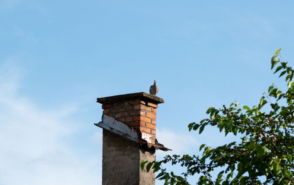 Pigeon trapped