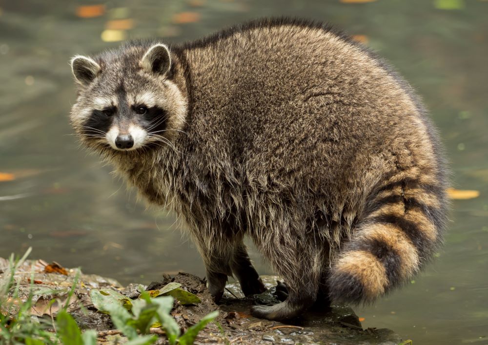 Are raccoons rodents?