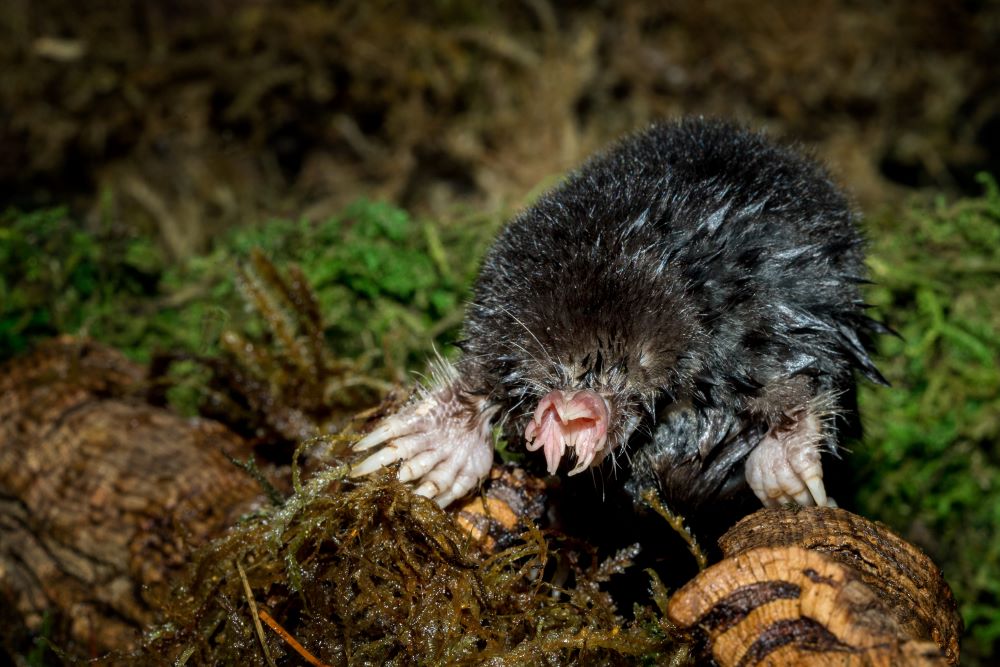 Star nosed Moles
