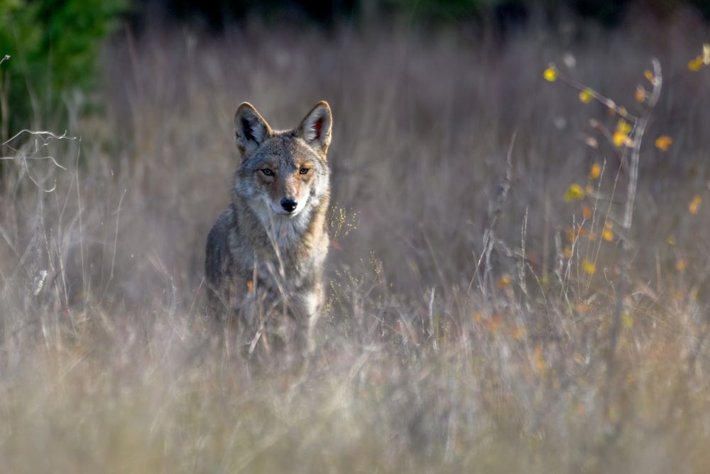 Why are coyotes nocturnal?