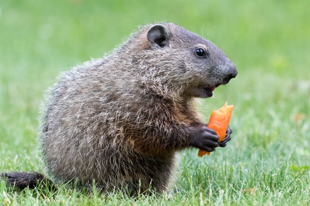 Woodchuck poop in progress