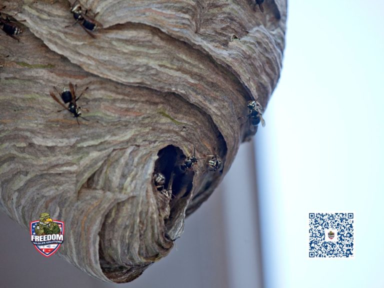 Hornet Nest Removal