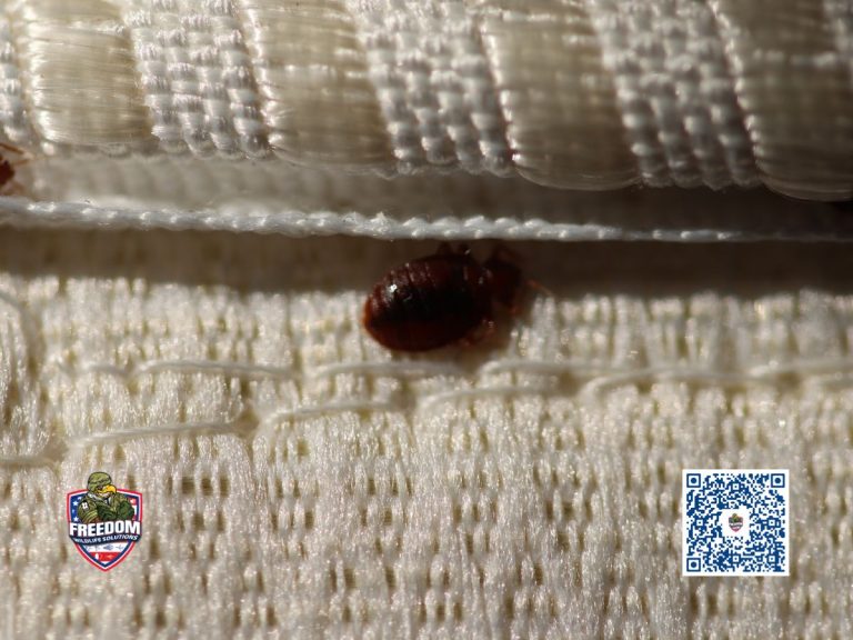 Bed Bug Control