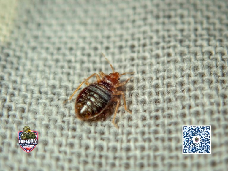 Bed Bug Services