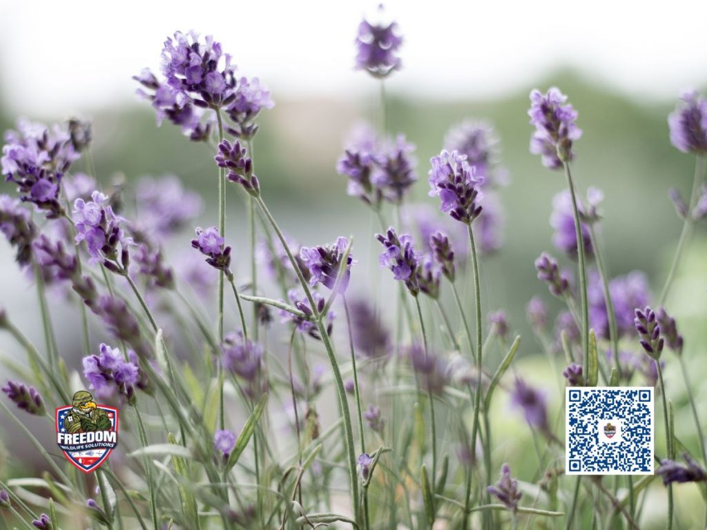 Mosquito repelling plant guide