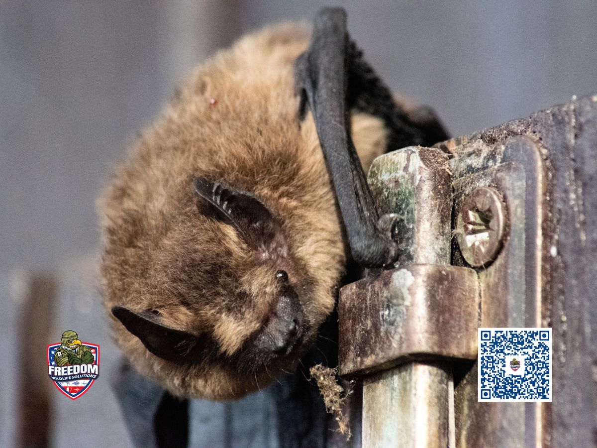 FAQ about bat removal