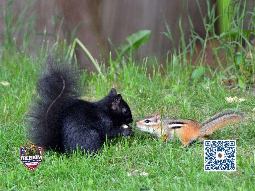 Squirrel and chipmunk