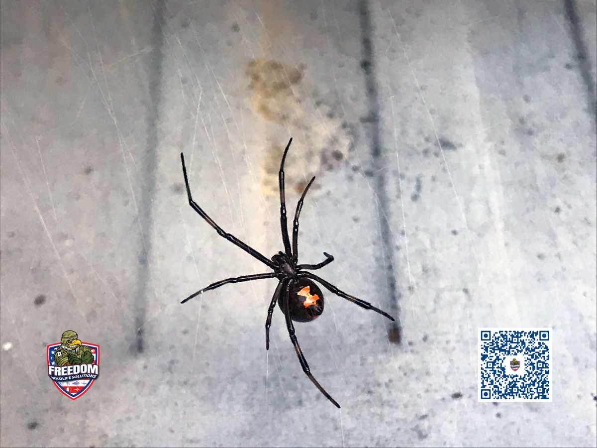 spiders in North Carolina
