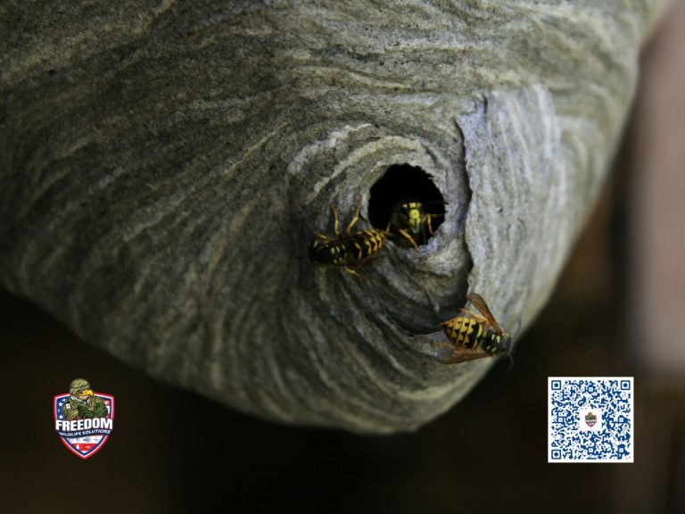 Yellow Jacket Nest Removal
