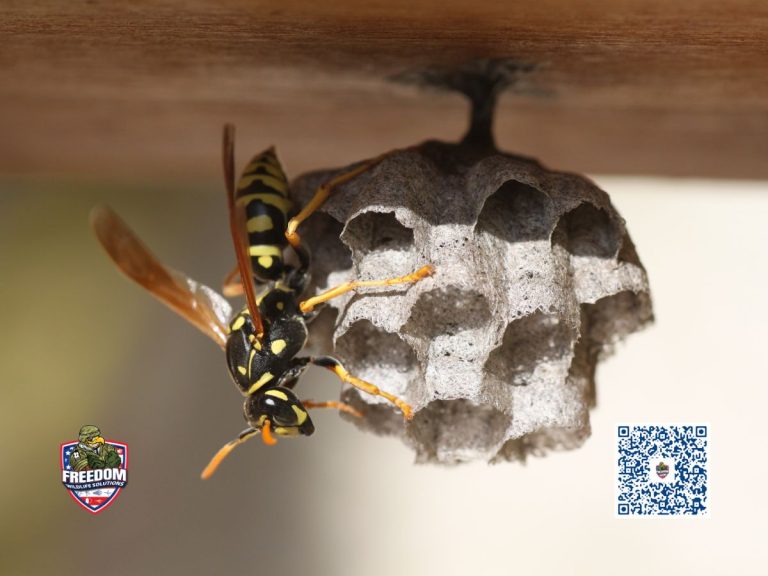 Yellow Jacket Removal
