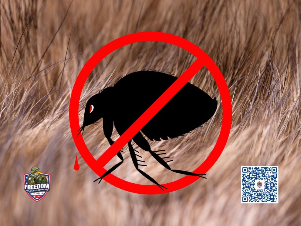 How to get rid of fleas