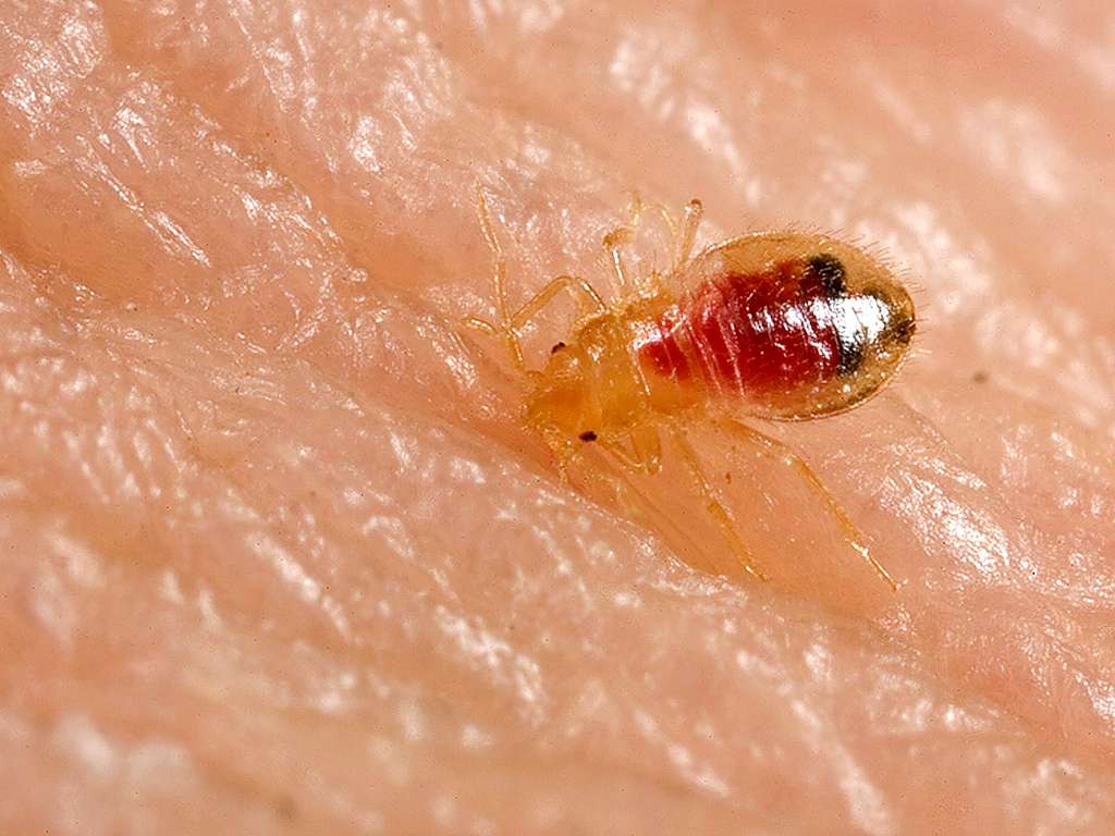 what are the first signs of a bed bug infestation?