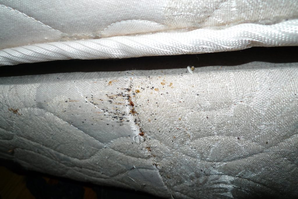 signs of bed bugs on a mattress