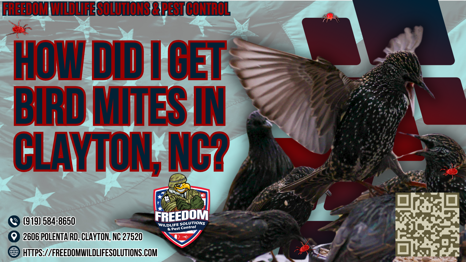 How Did I Get Bird Mites In Clayton, NC.