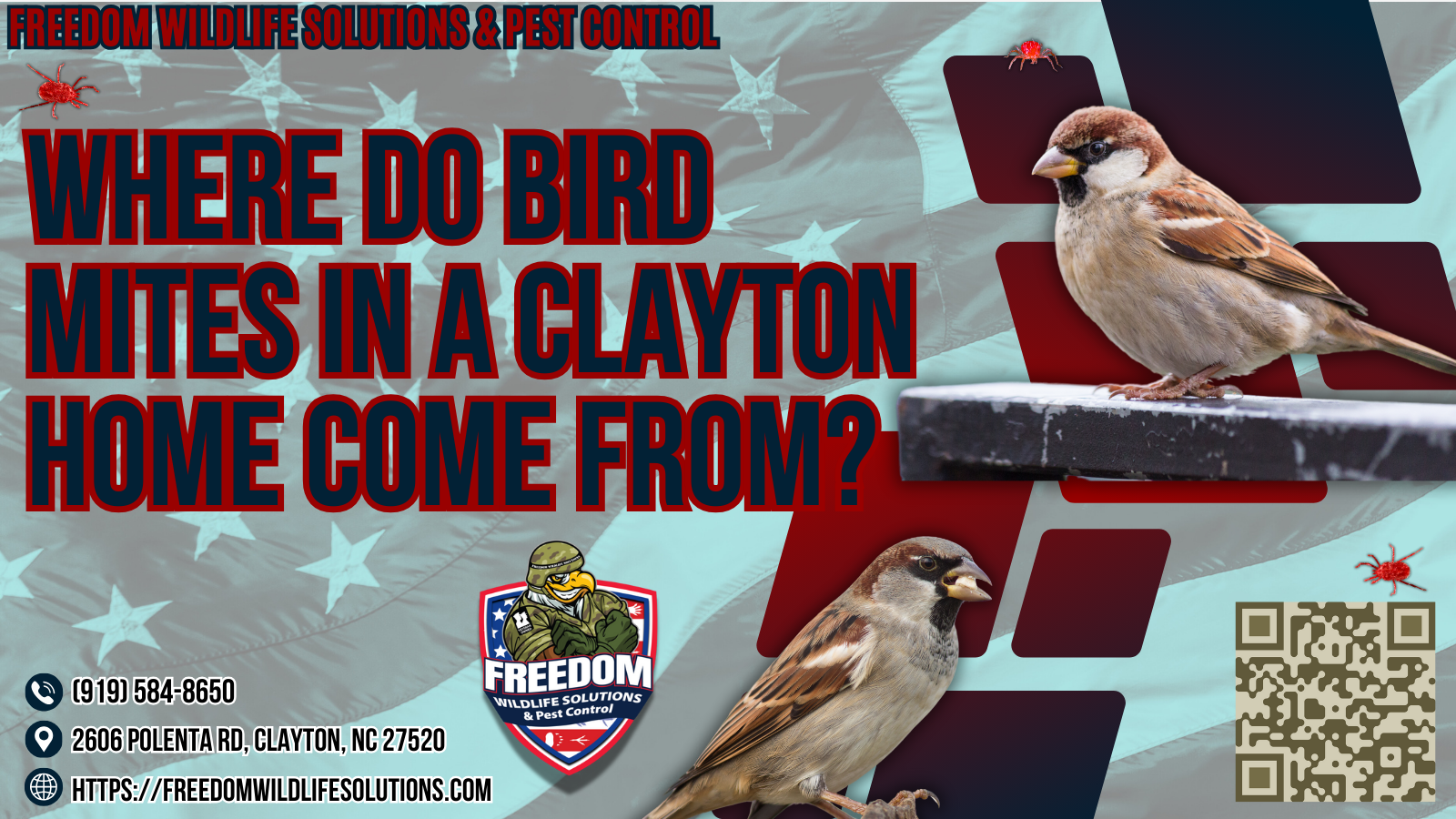 Where Do Bird Mites In A CLAYTON Home Come From?