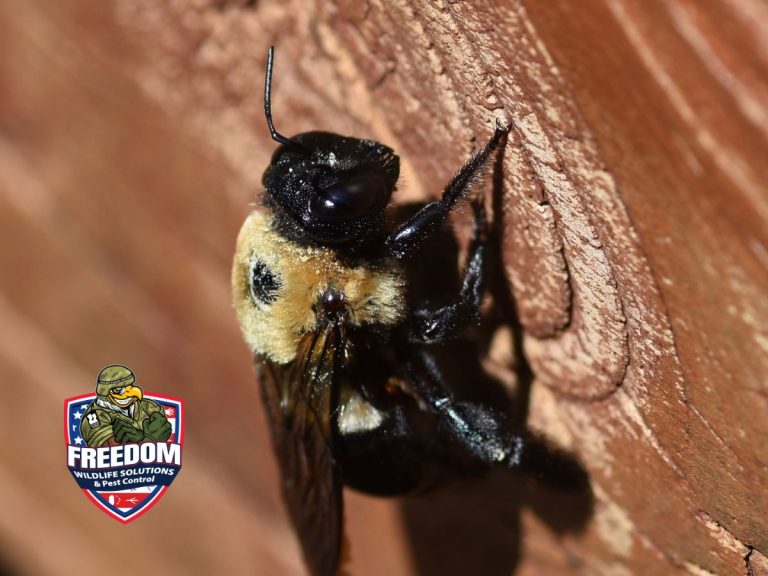 Close-up carpenter bee on wood siding during pest control inspection in Raleigh by Freedom Wildlife Solutions & Pest Control.