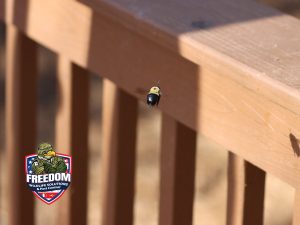 Carpenter bee on wood railing during pest control inspection in Clayton by Freedom Wildlife Solutions & Pest Control.