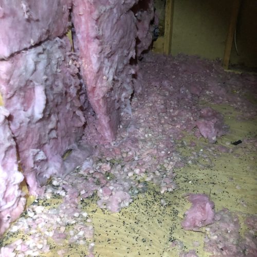 Wildlife Cleanup Near Me