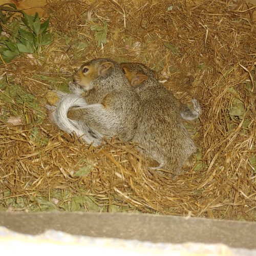 Squirrel Removal Raleigh NC