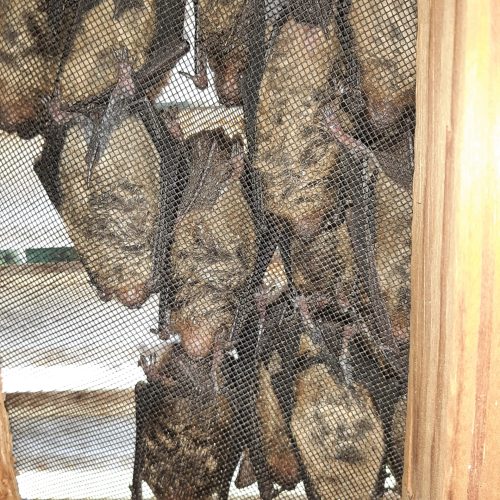 Bat Removal Near Me