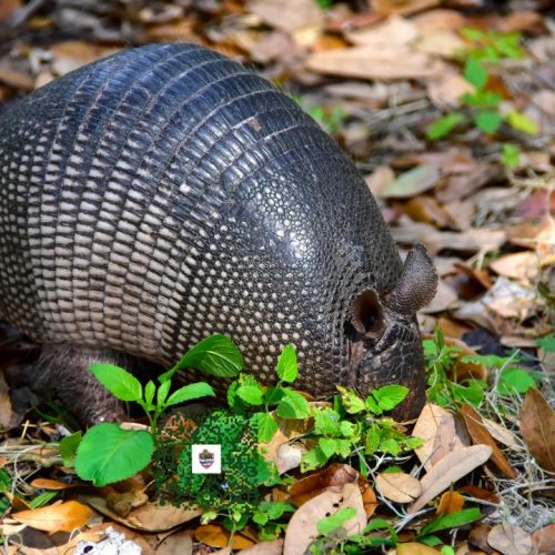 Armadillo Control Near Me