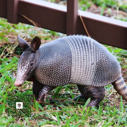 Armadillo Removal Near Me