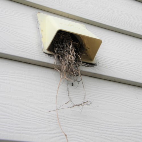Birds nest in a bathroom vent