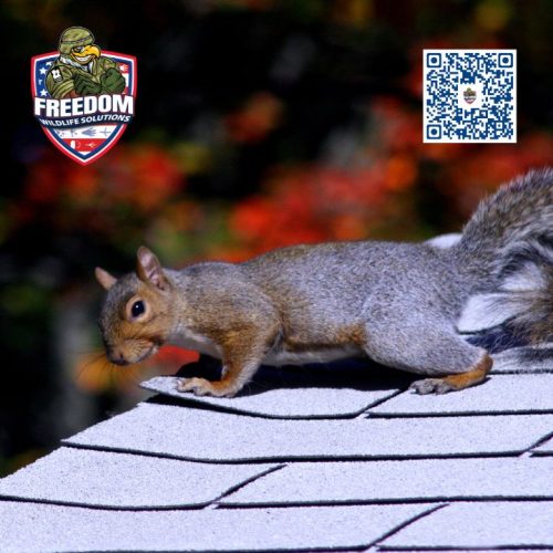 Catch squirrels in the attic in Clayton NC