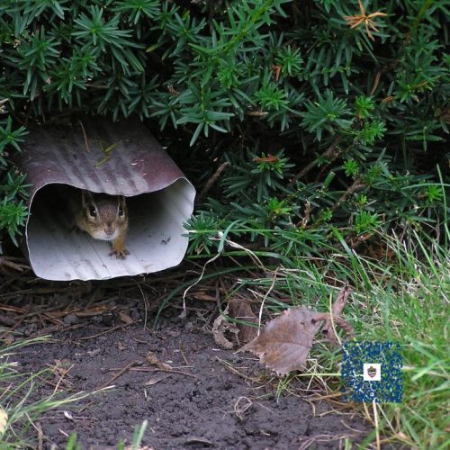 Chipmunk Control