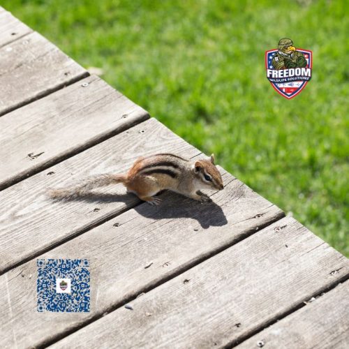 Chipmunk Removal Near Me