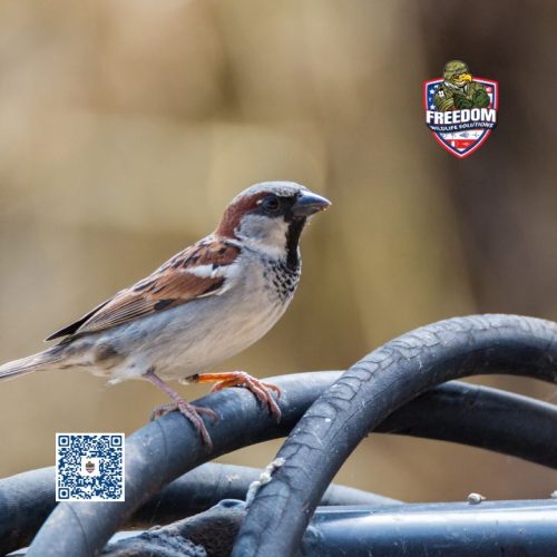 House Sparrow Control Near Me