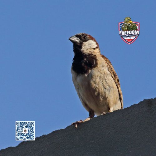 House Sparrow Removal Near Me