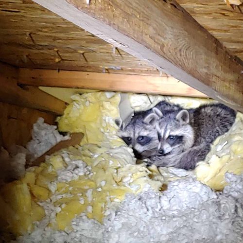 raccoon removal
