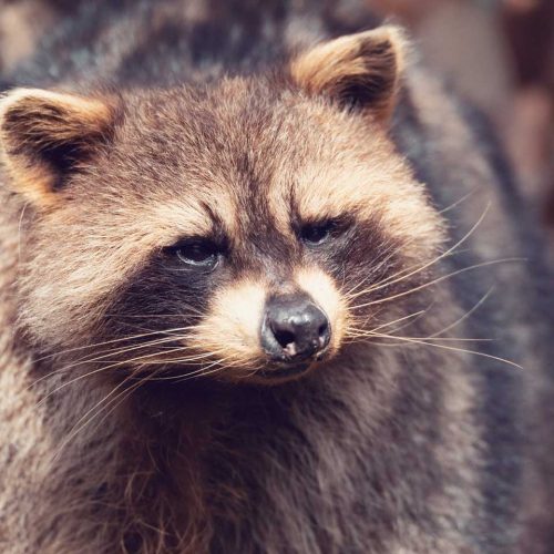 Raleigh removal of raccoons near me