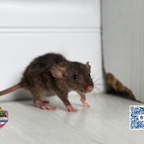 Rat Control