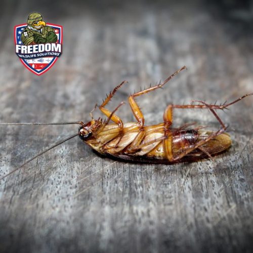Roach Control Clayton, NC