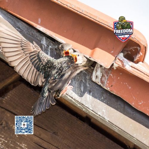 Starling Control Near Me