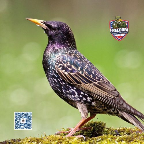 Starling Removal Near Me